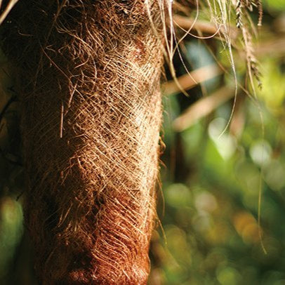 Takada Broom with Japanese Cypress Handle