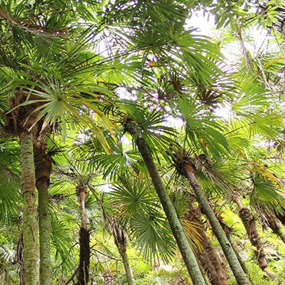 Takada Broom with Japanese Cypress Handle