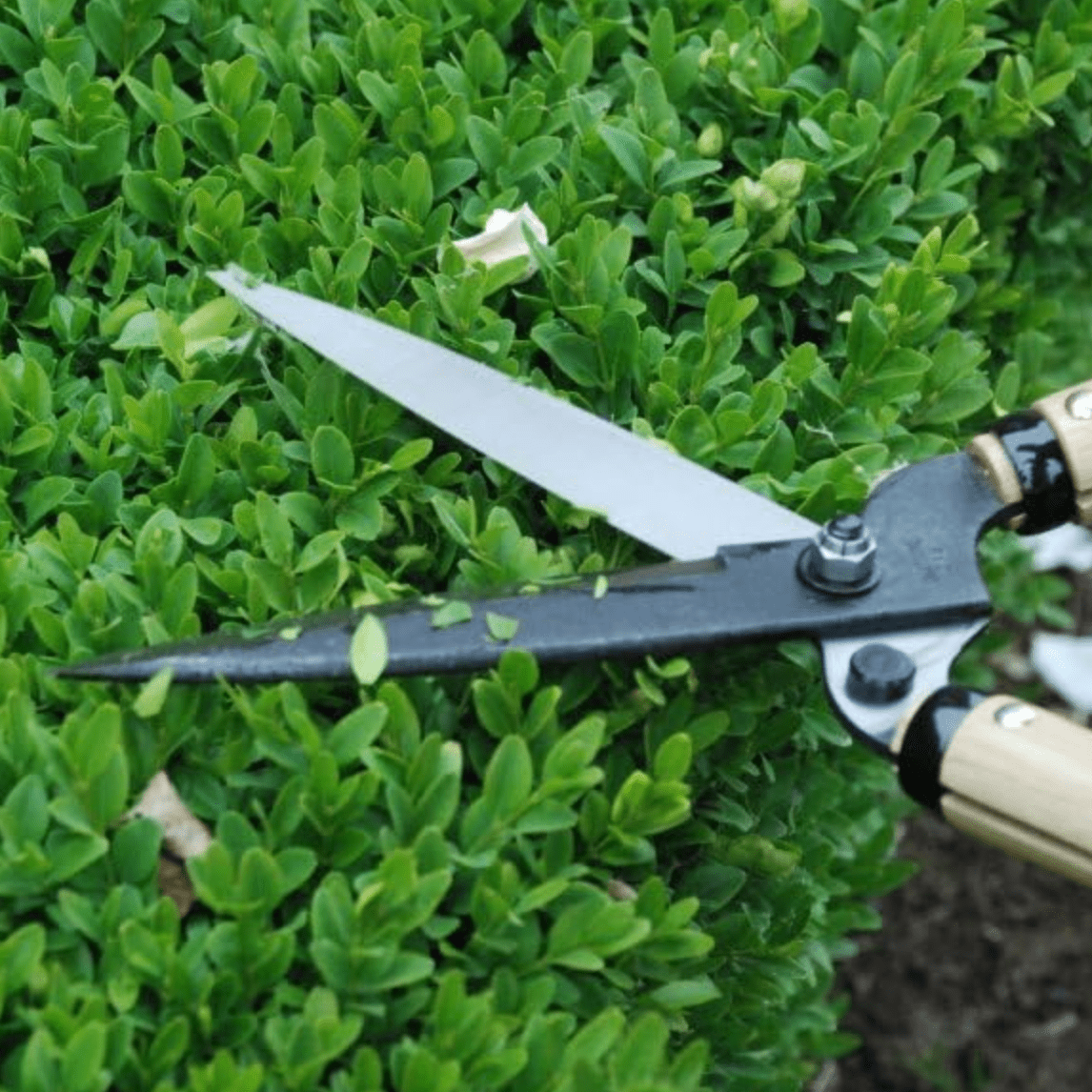 Okatsune Hedge Shears - Medium Blade / Short Handle - Hedges & Topiary - Japanese Tools Australia