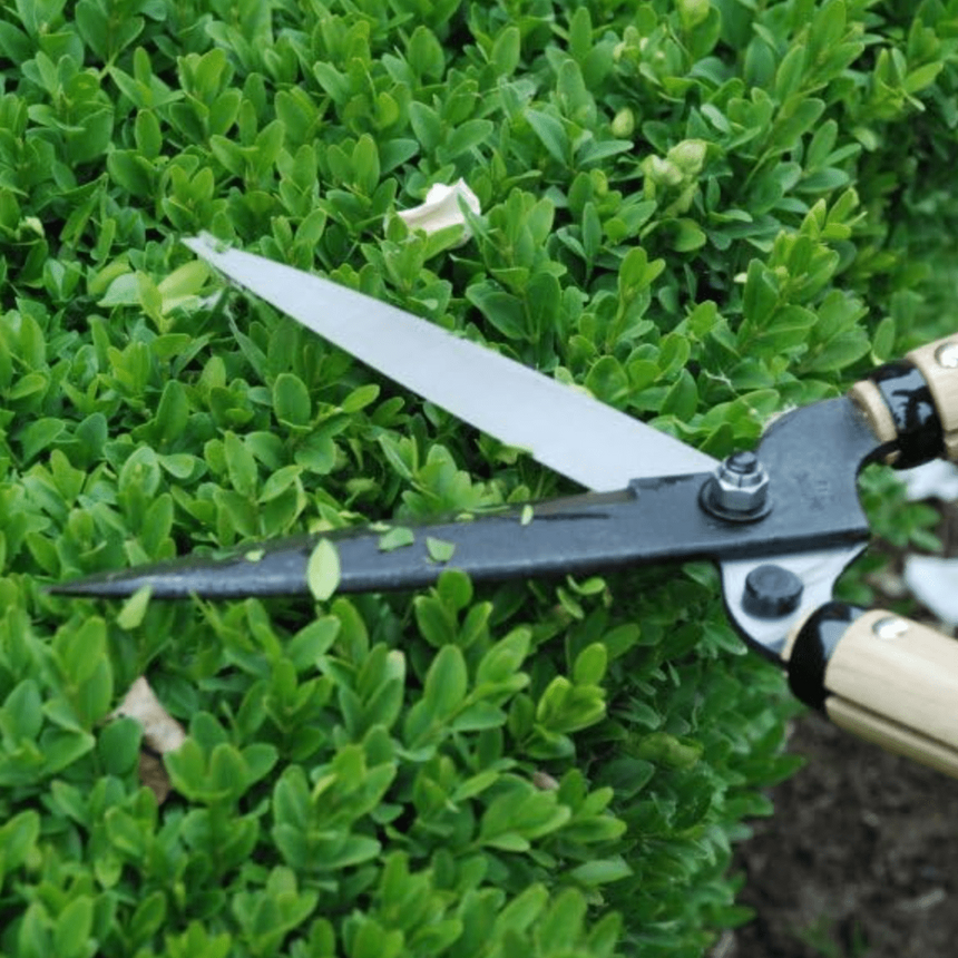 Okatsune Hedge Shears - Medium Blade / Short Handle - Hedges & Topiary - Japanese Tools Australia