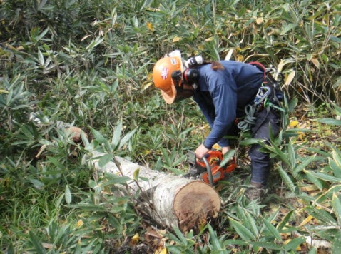 Felling a tree for the Mono Mori sustainable hardwood network in Gifu