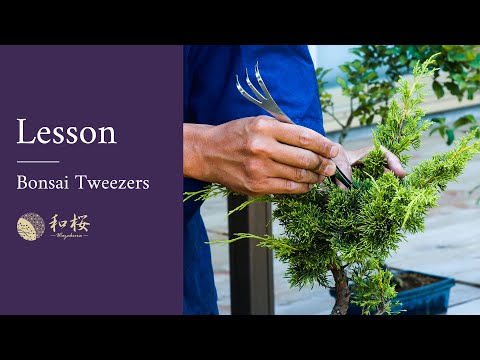 Ashinagai Bonsai Tool Starter Kit - 3pcs