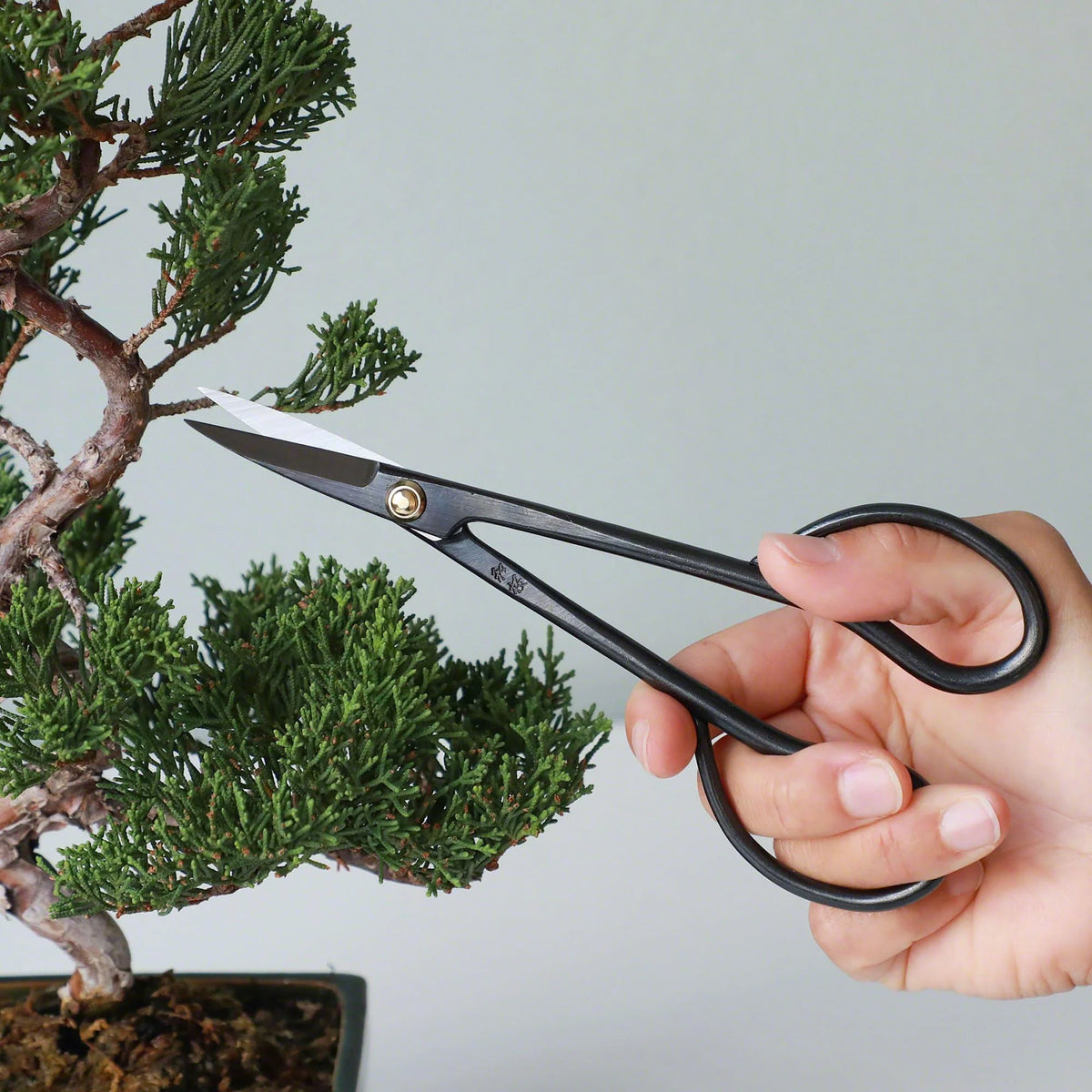 Satsuki Bonsai Tool Starter Kit - 3pcs
