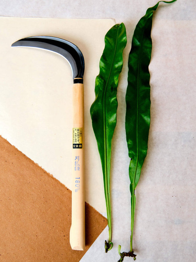 Asano Mokkousho Harvesting Sickle - 180 mm (thick chine) - Sickles - Japanese Tools Australia