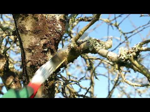 Gyokucho Folding Pruning Saw