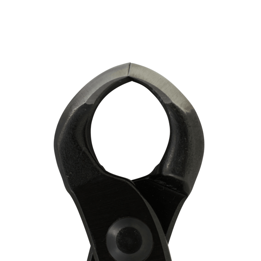 Kikuwa Professional Bonsai Knob Cutter - Large - Bonsai Tools - Japanese Tools Australia