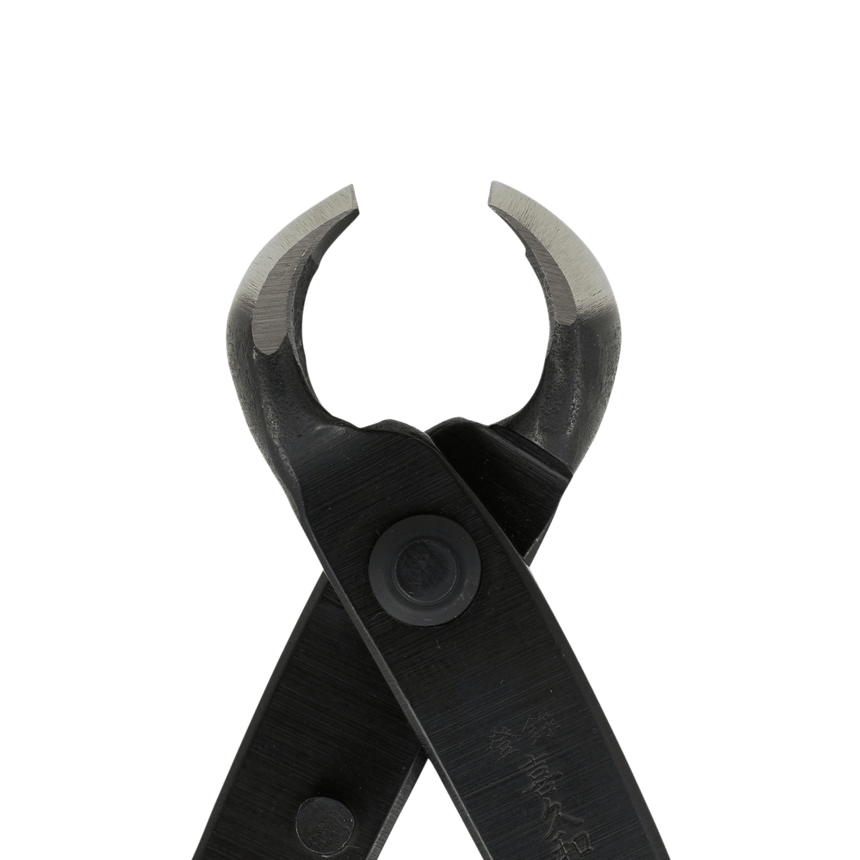 Kikuwa Professional Bonsai Knob Cutter - Small - Bonsai Tools - Japanese Tools Australia